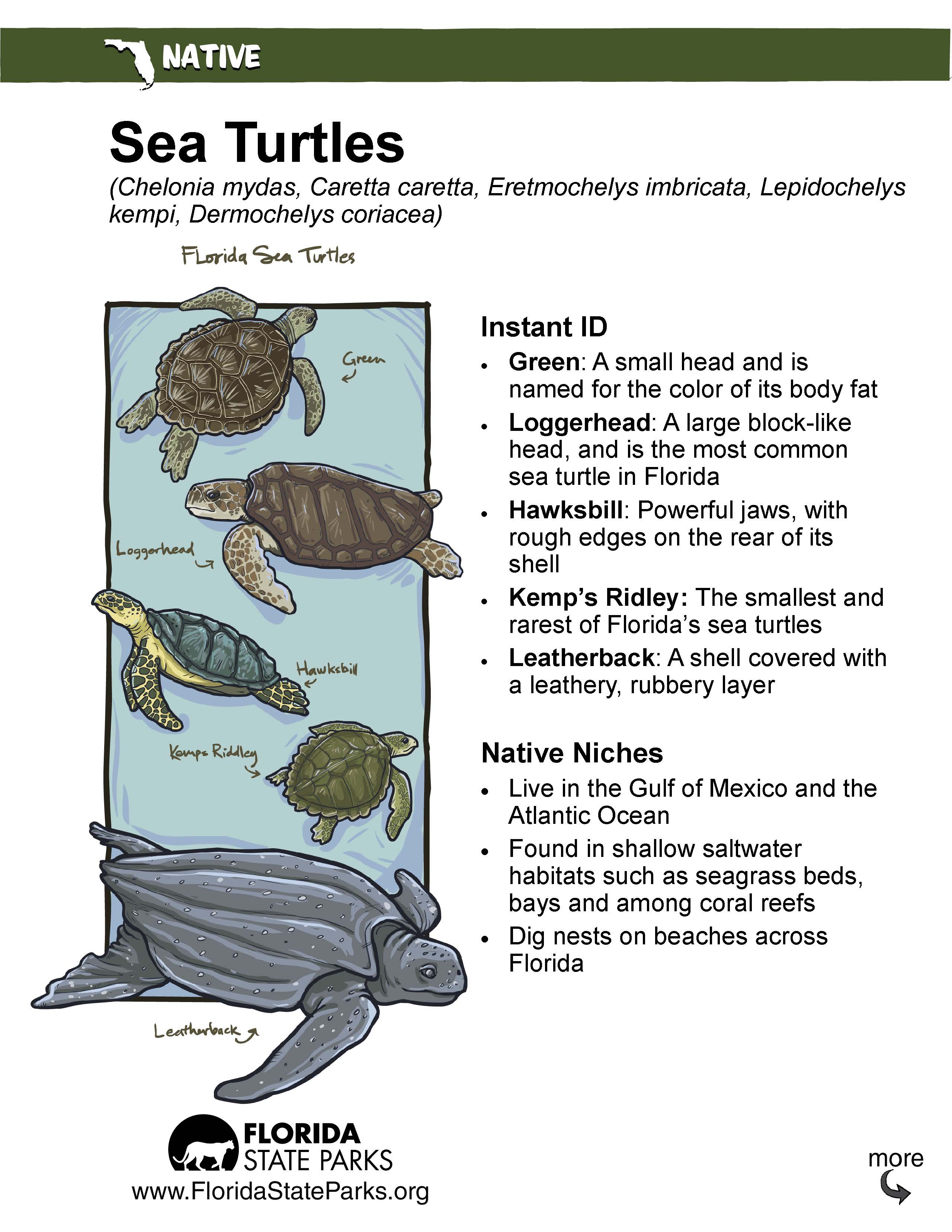 Page 1 of the Sea turtle Critter Sheet
