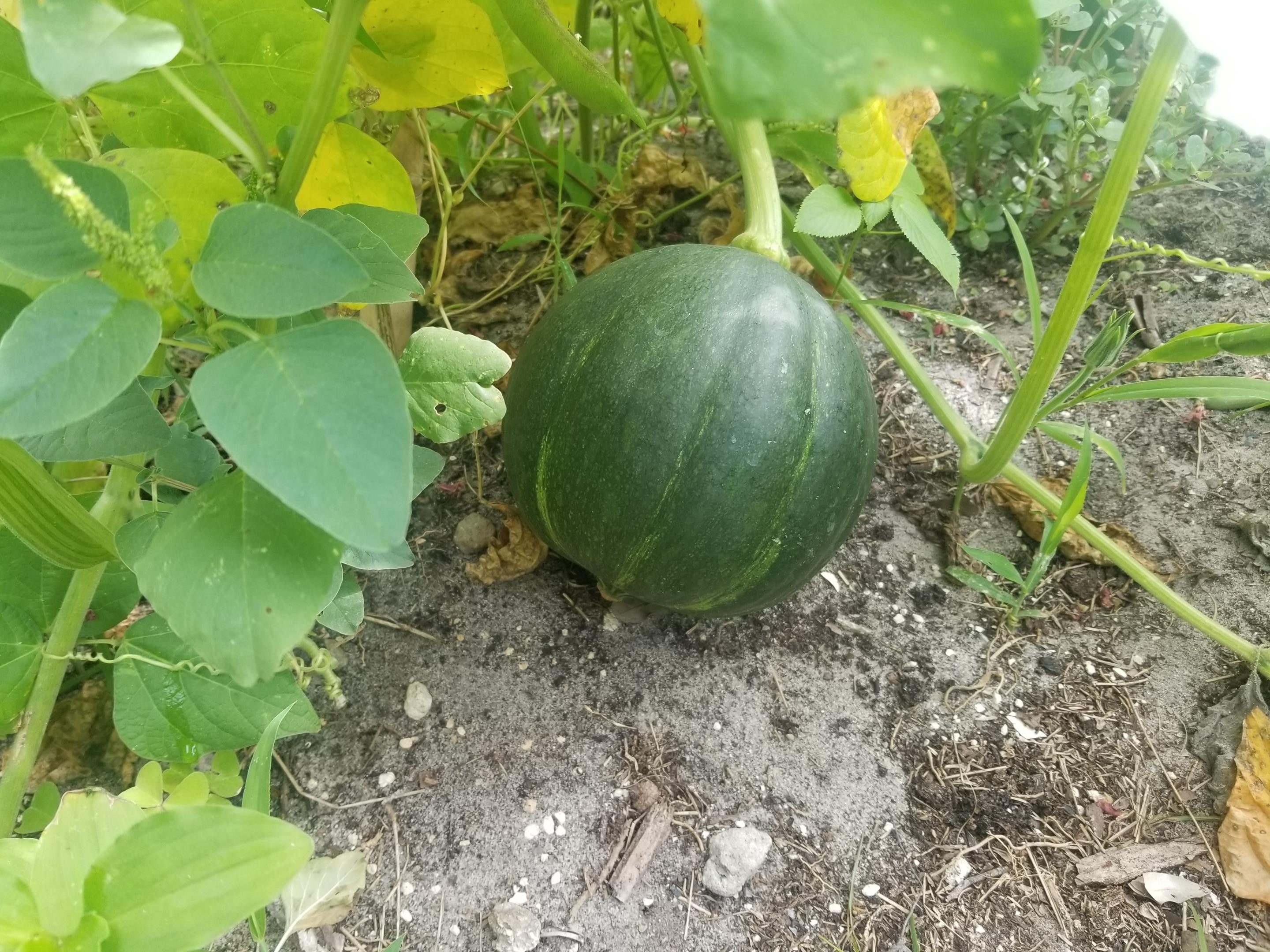 Seminole Pumpkin