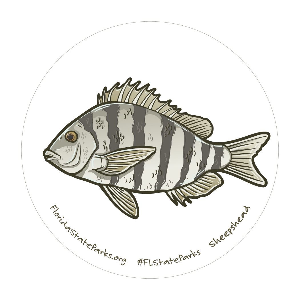 Sheepshead