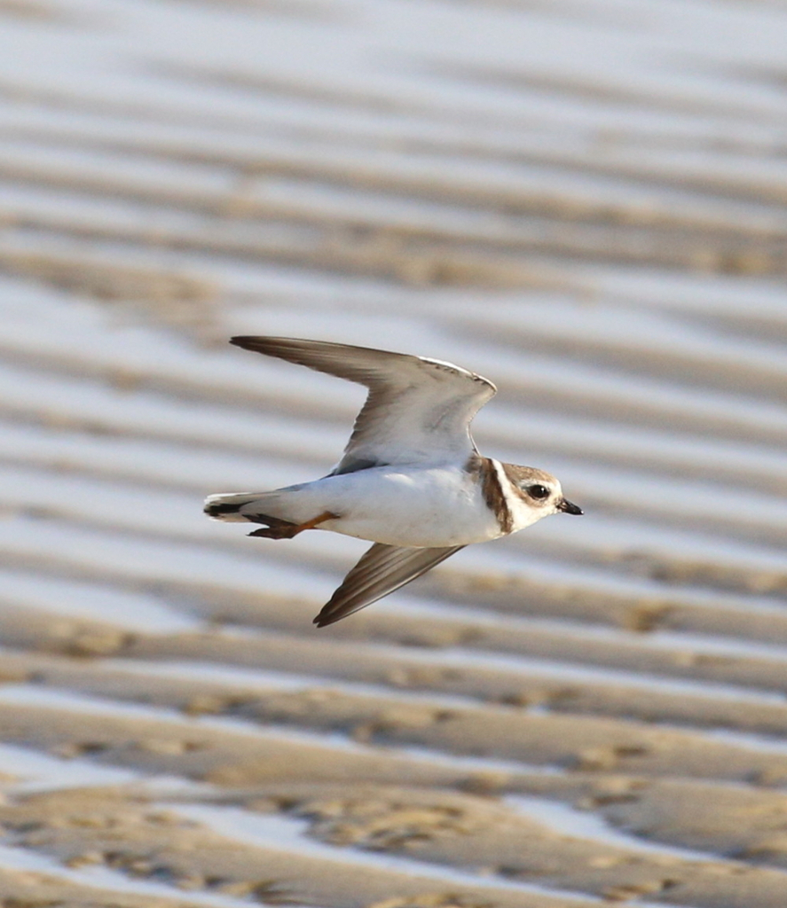 Shorebird in flight with sand and tide pools in the distance. 