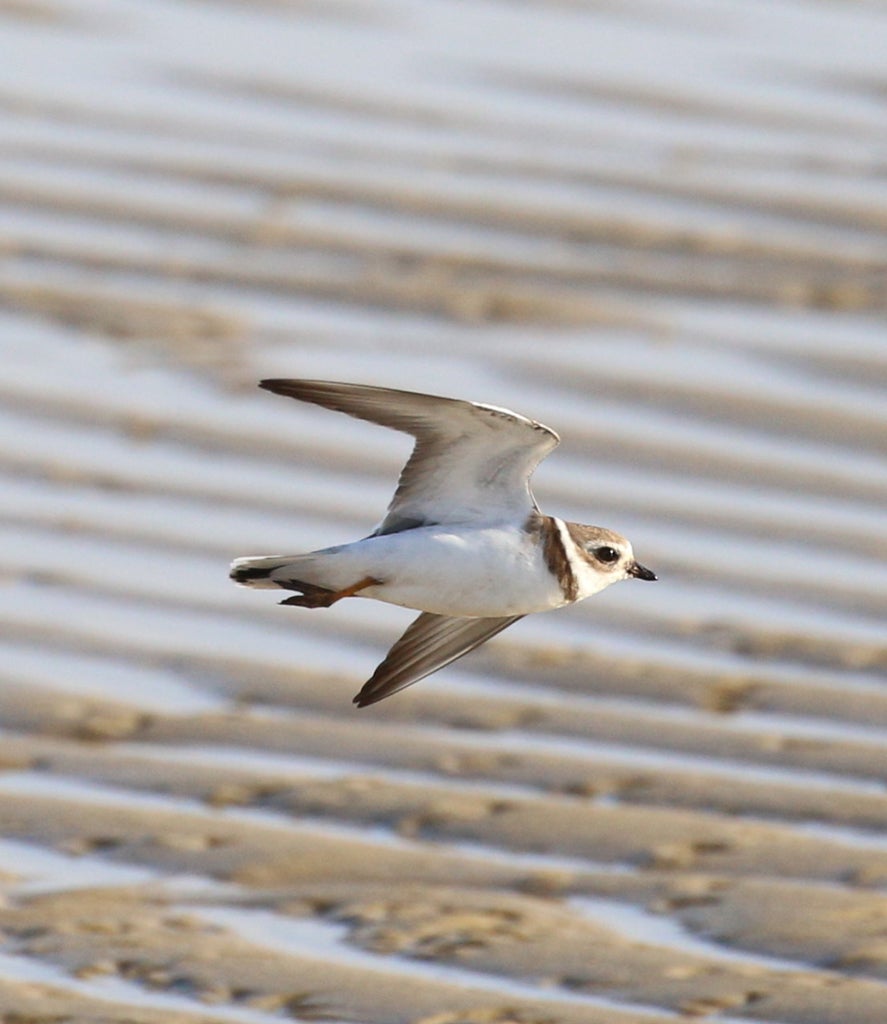 Shorebird in flight with sand and tide pools in the distance.