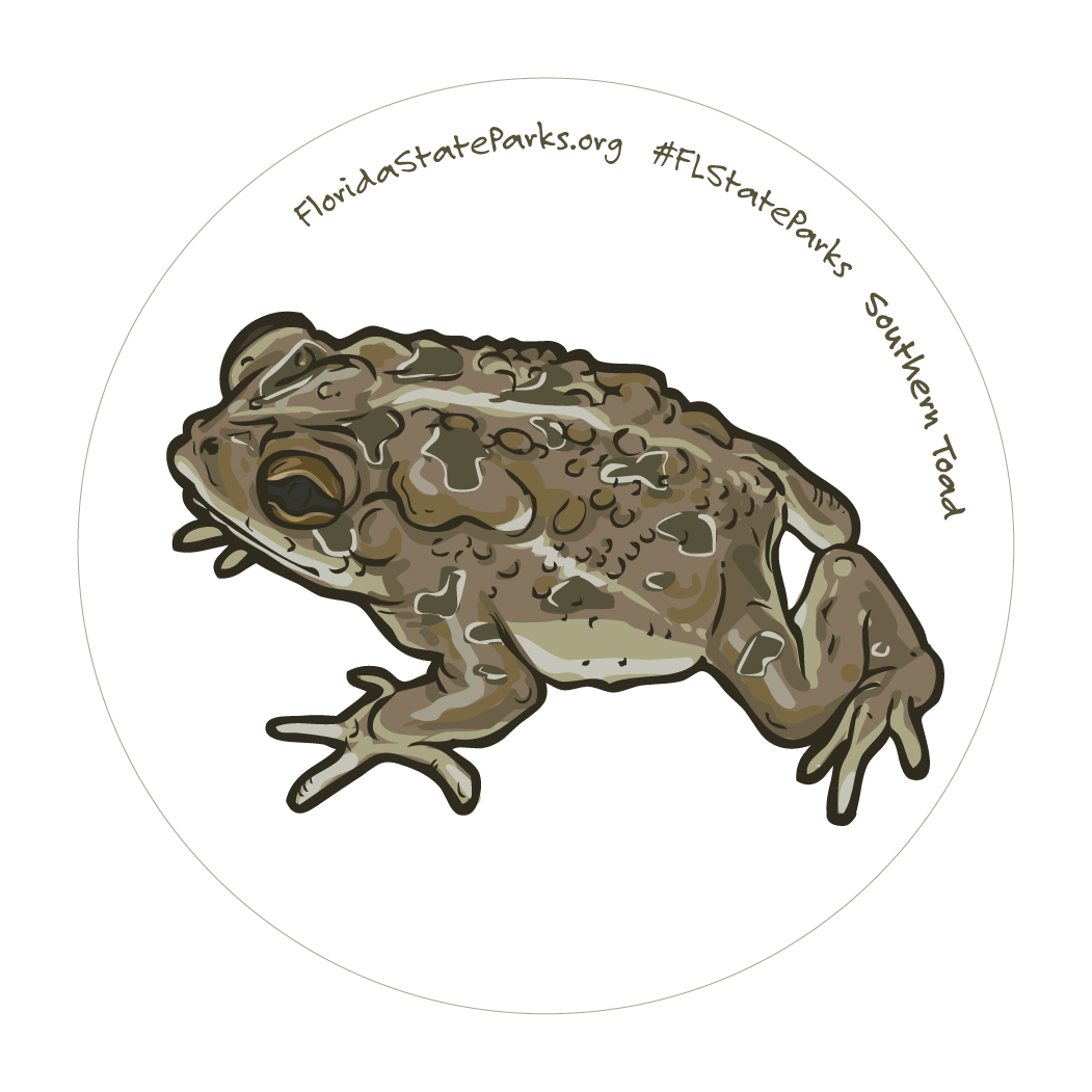 Southern Toad