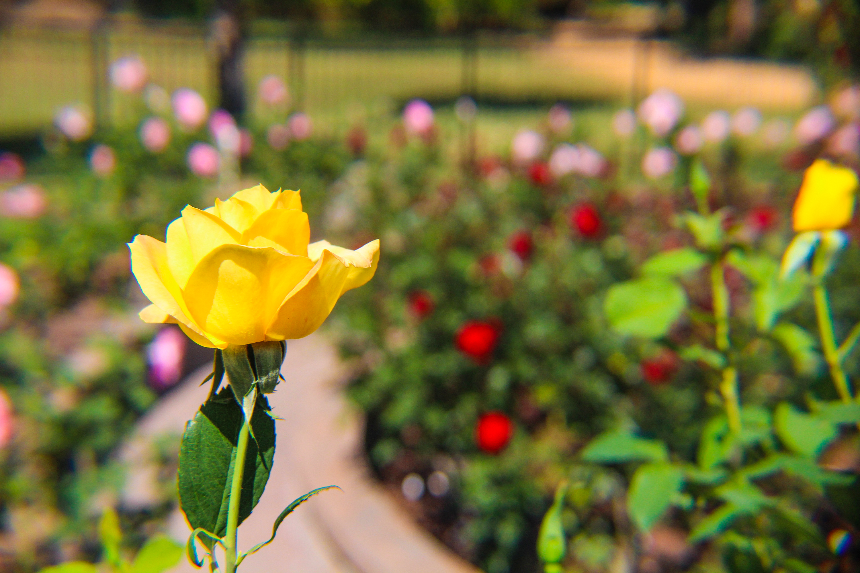 The Rose Garden at Washington Oaks