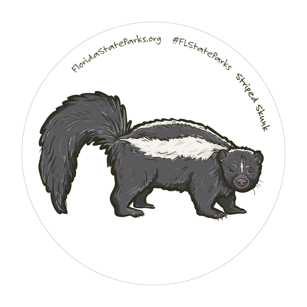 Striped Skunk