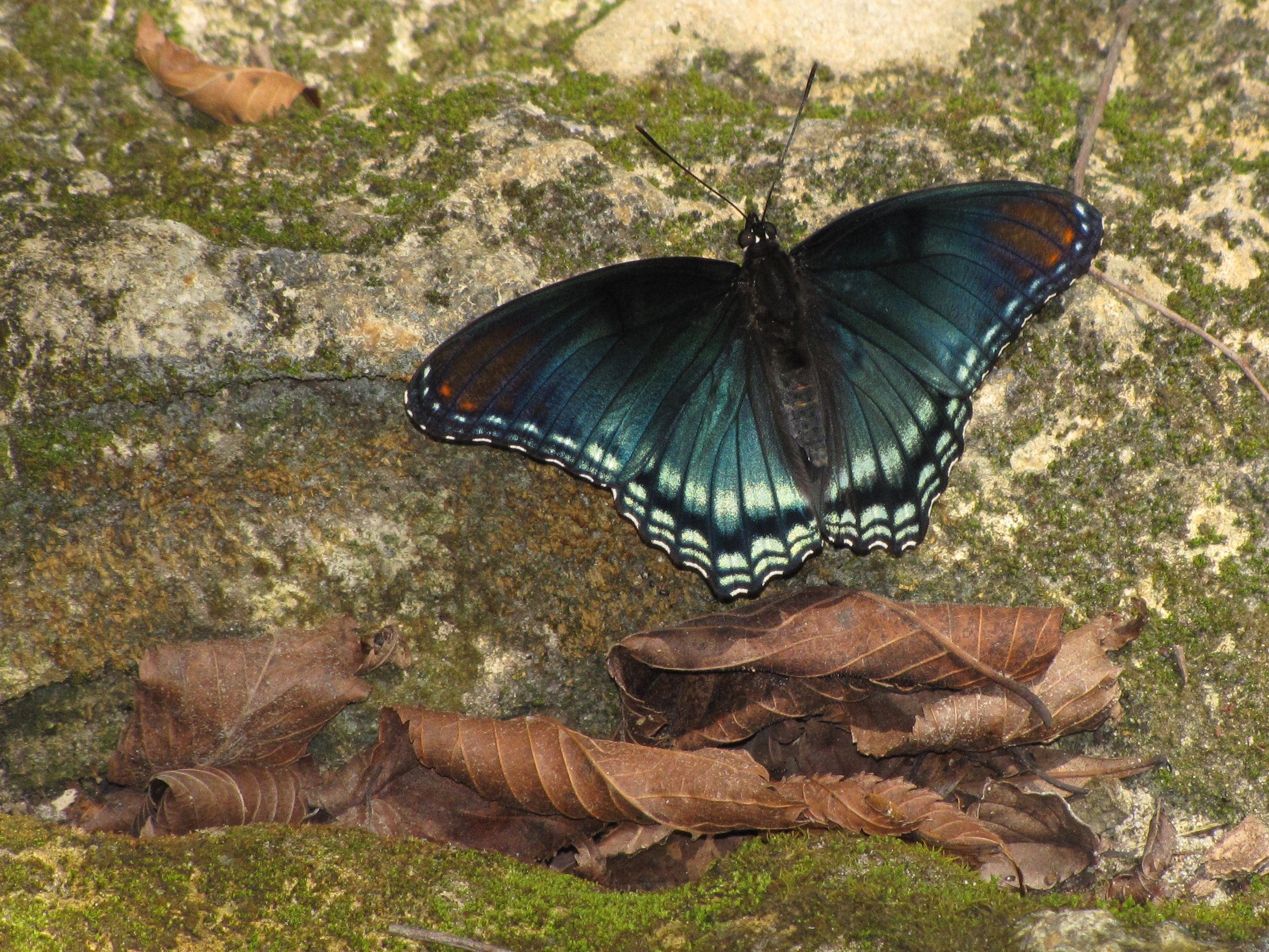 Red spotted purple (Limenitis arthemis) on a limestone rock at Suwannee River State Park.