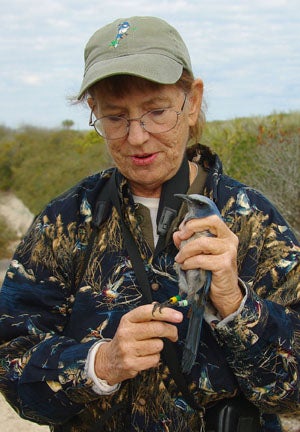 Tomoka Volunteer Meret Wilson with a Florida Scrub-jay in her hand