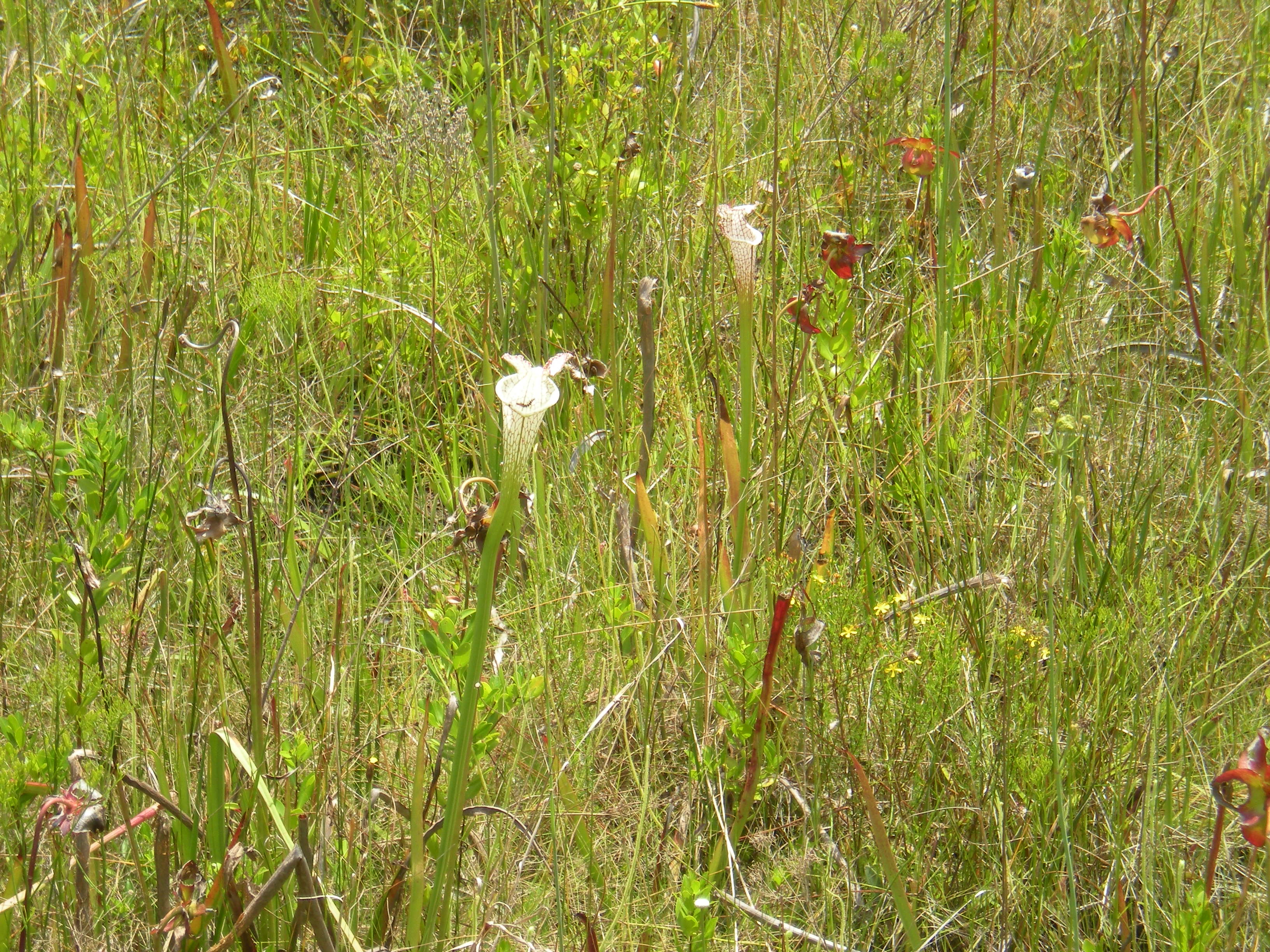 Pitcher Plants at Tarkiln
