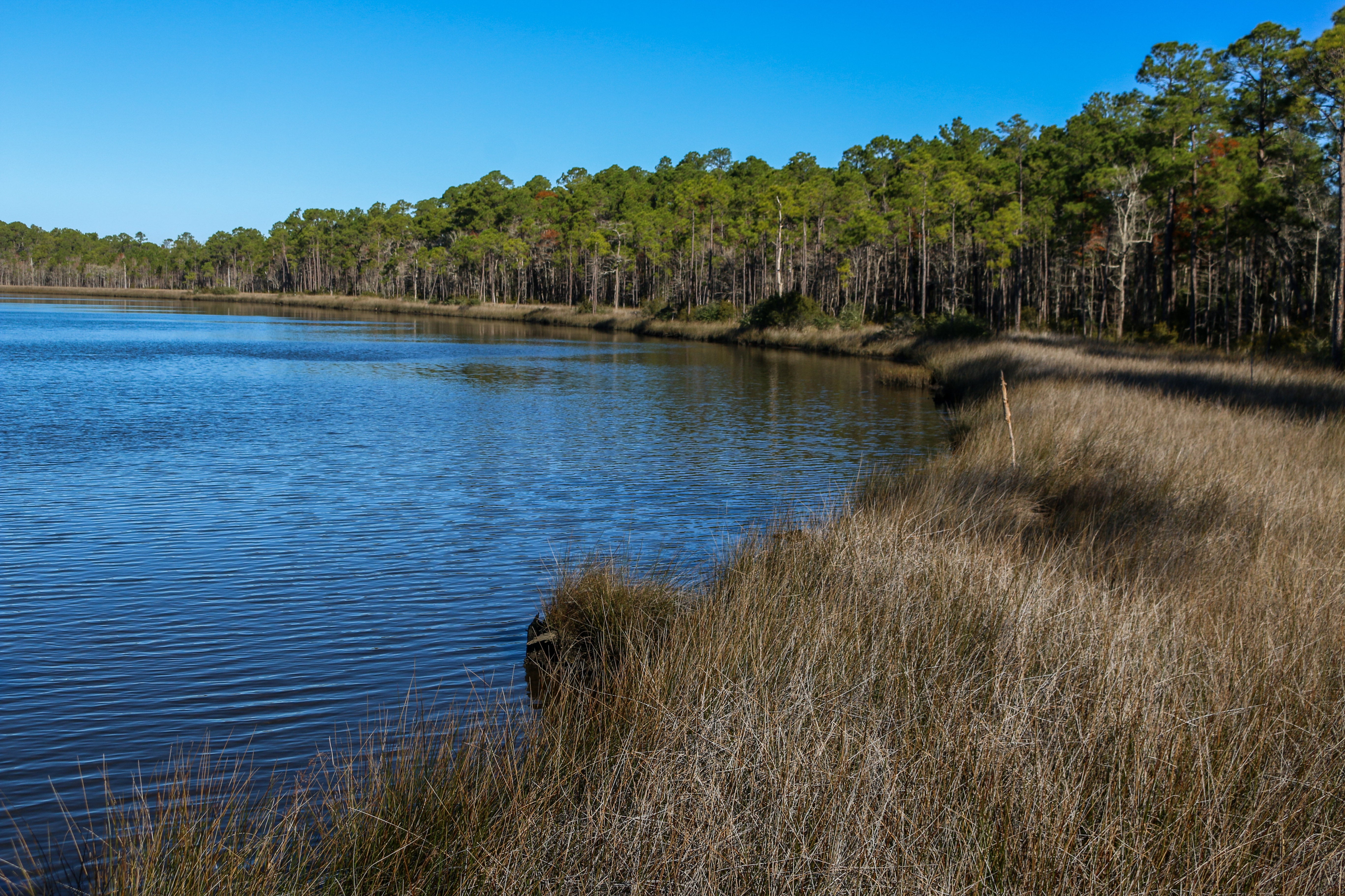 Bayou Shoreline