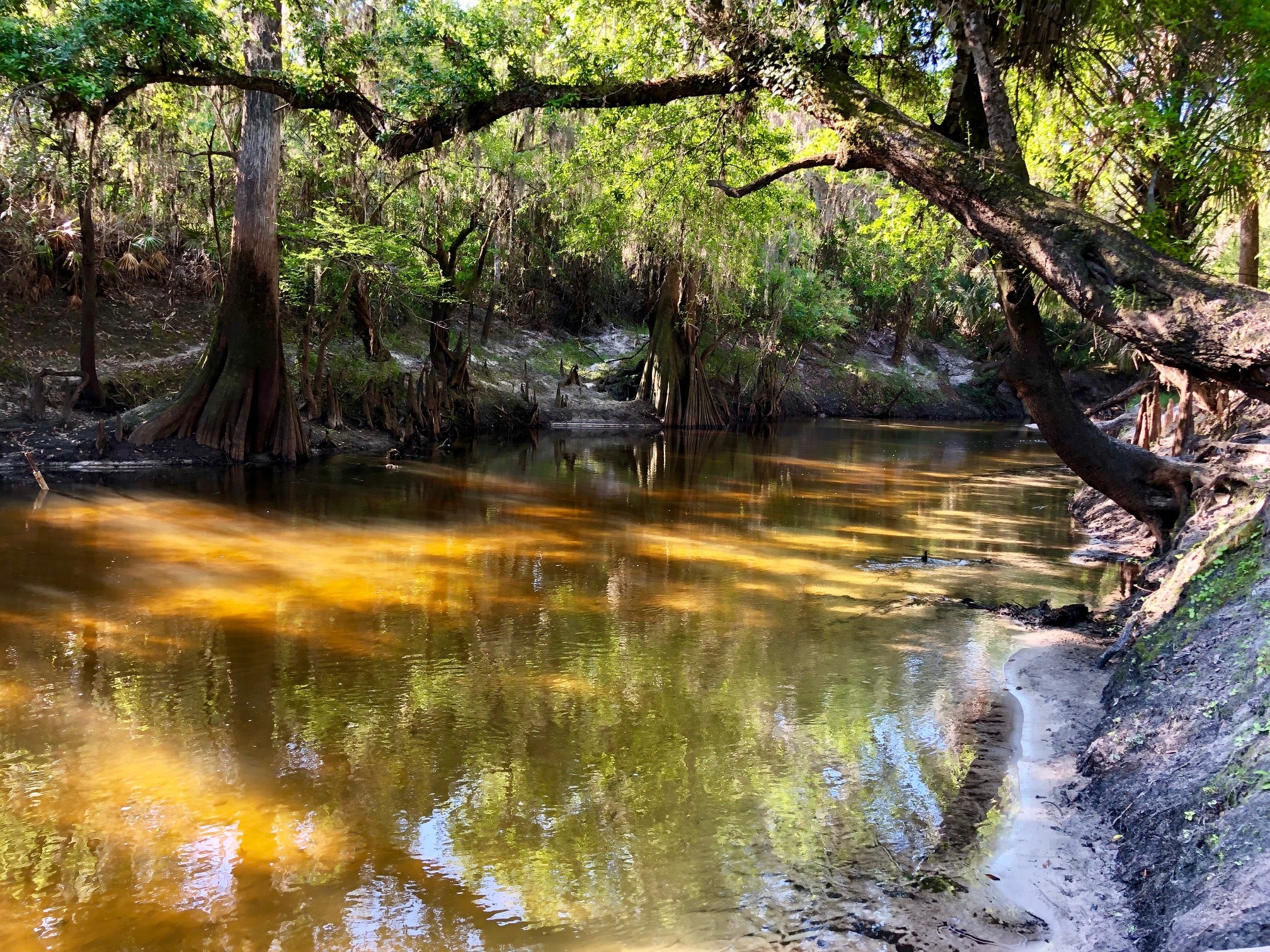 Explore Peace River  Florida State Parks