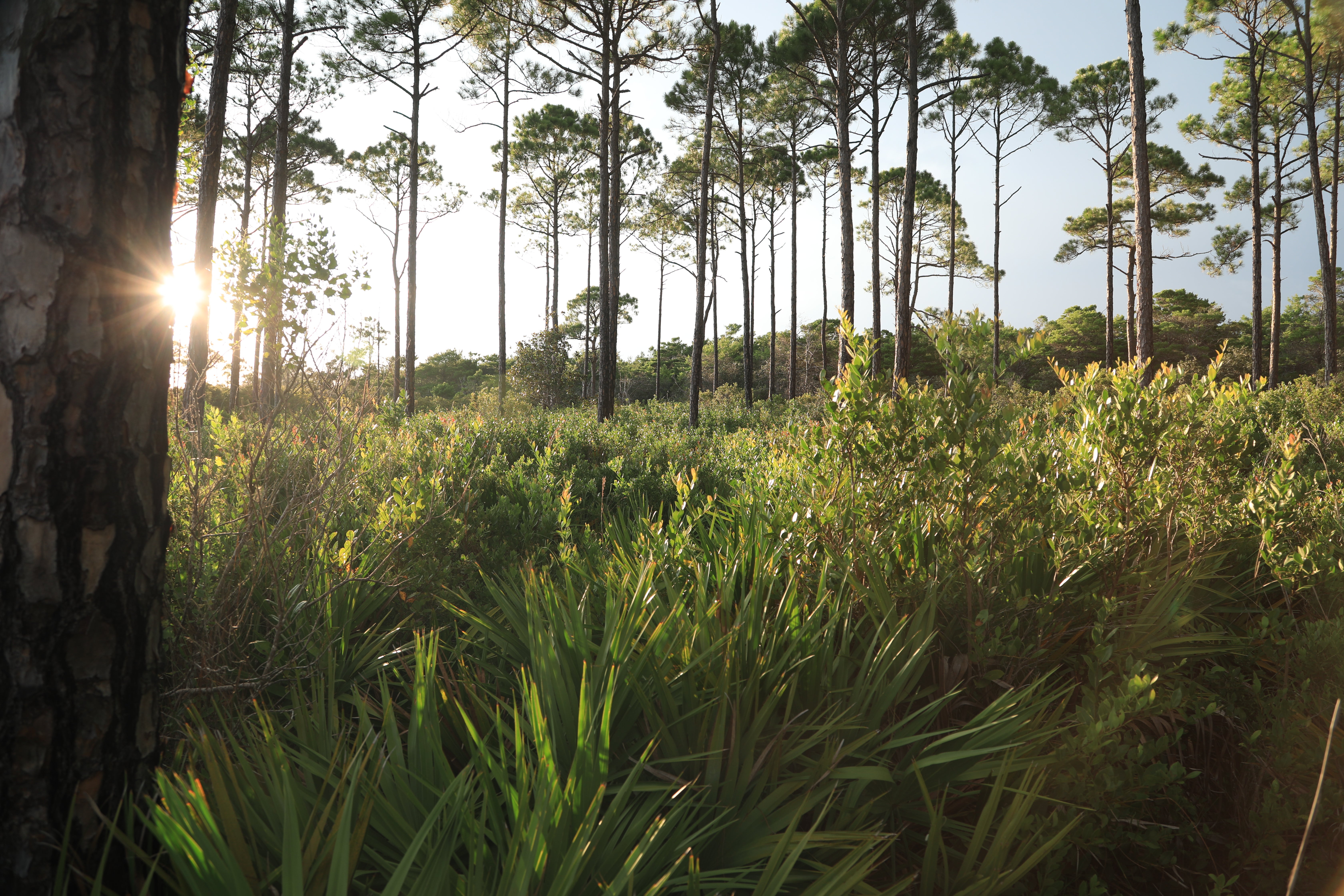 Topsail Hill Preserve