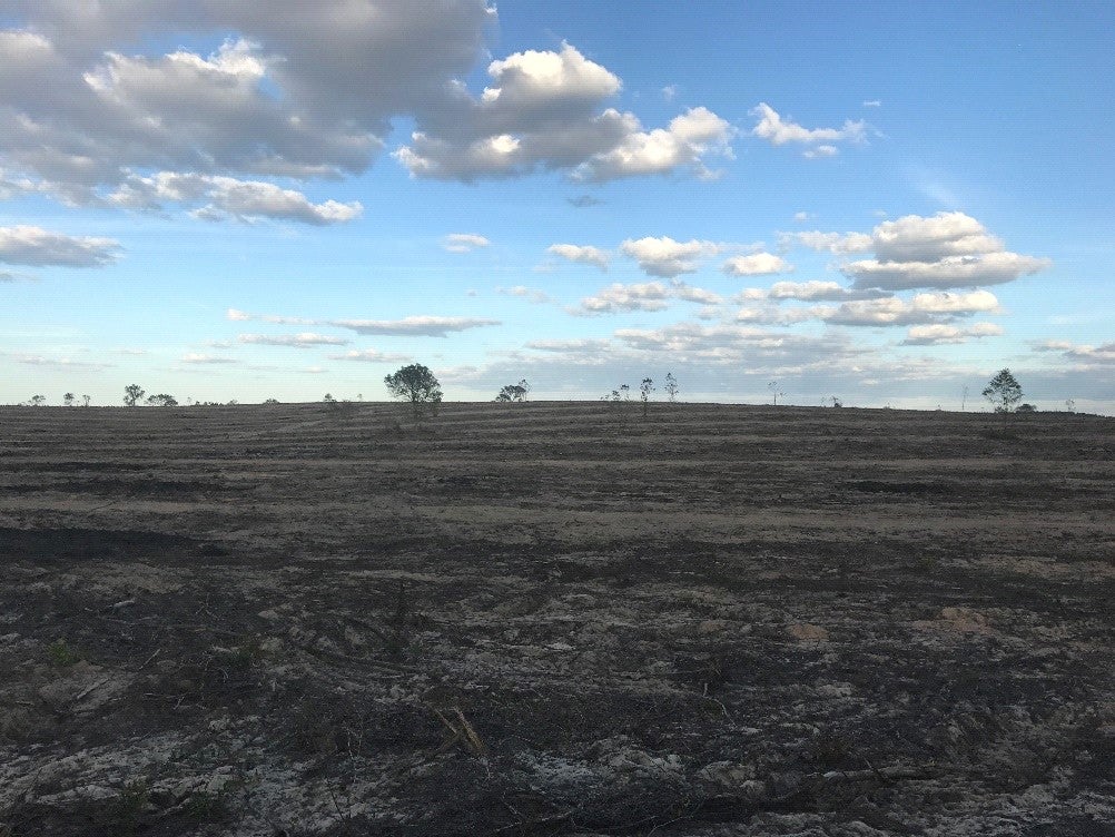 Only a few trees remain after the land has been cleared.