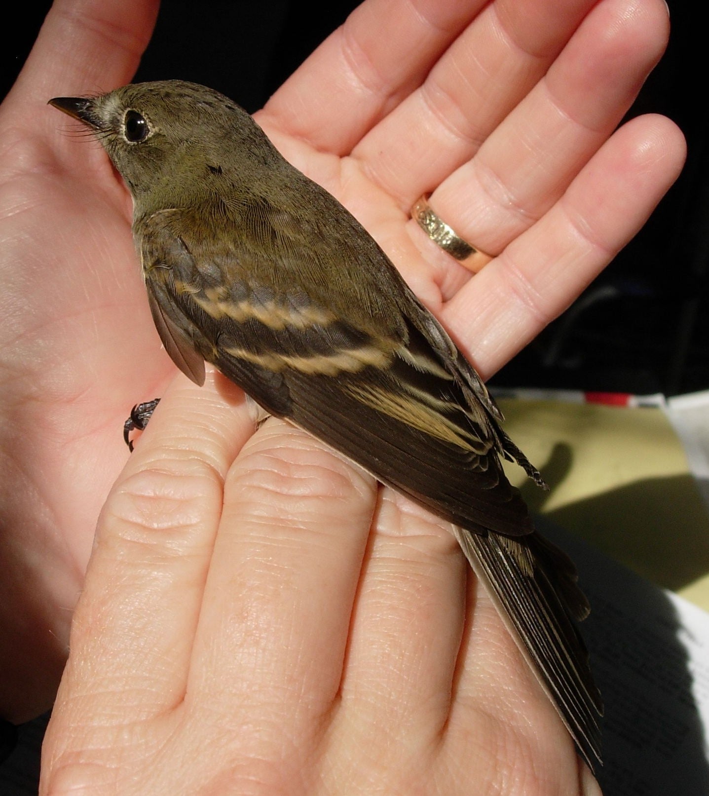 Trail’s flycatcher (Empidonax traillii) in the hand.