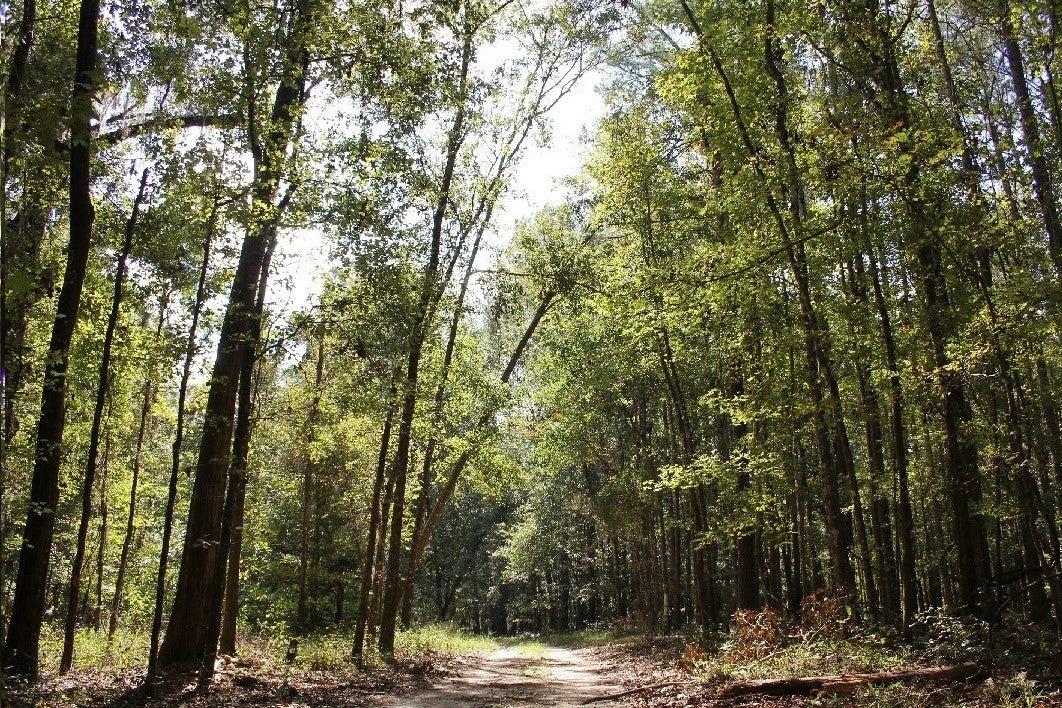 Trees along the trail