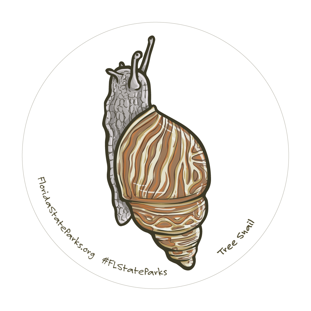 Tree Snail 