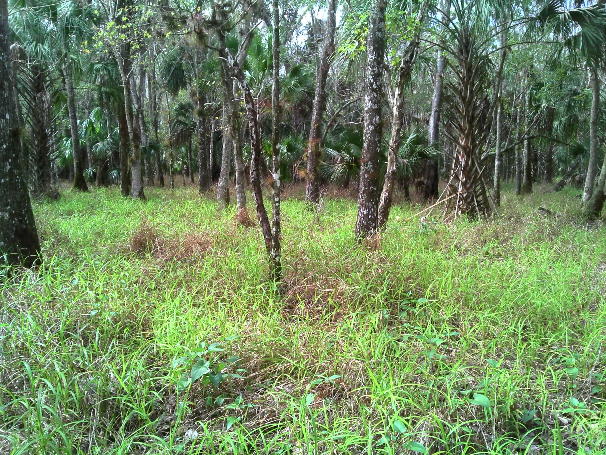 Tropical nutrush in the swamp at Lake Kissimmee State Park.