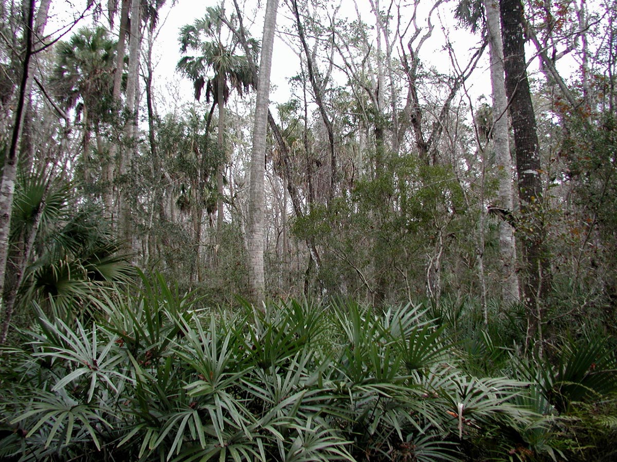 Hydric hammock with palms, palmettos and cedars