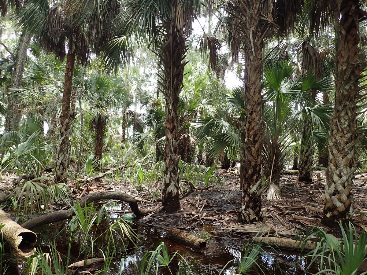 Palms trees and wet soil