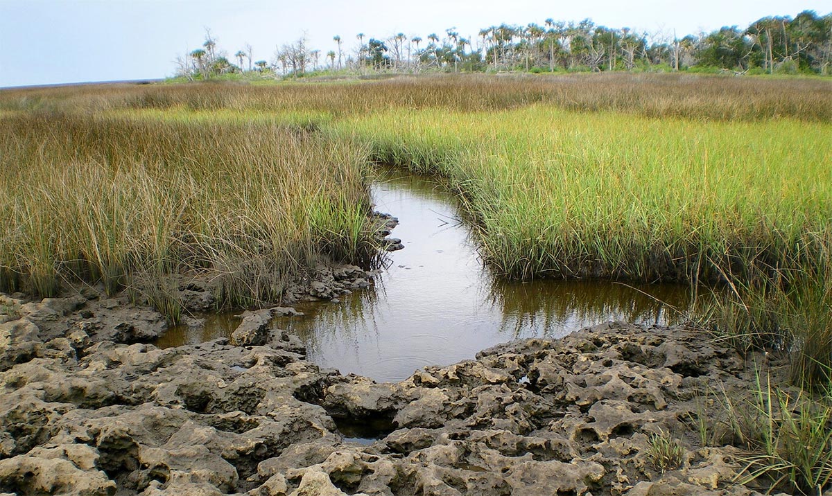 Limestone feature and creek flowing into the salt marsh