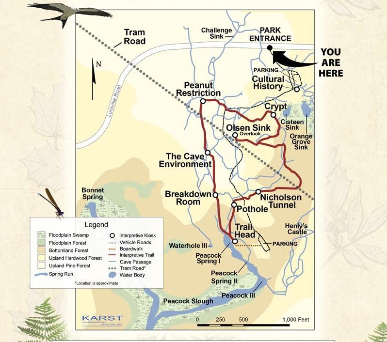 a map of the interpretive trail at peacock springs. Major stops listed include the breakdown room, cave environment, peanut restriction, cultural history, crypt, Nicholson tunnel, and pothole.