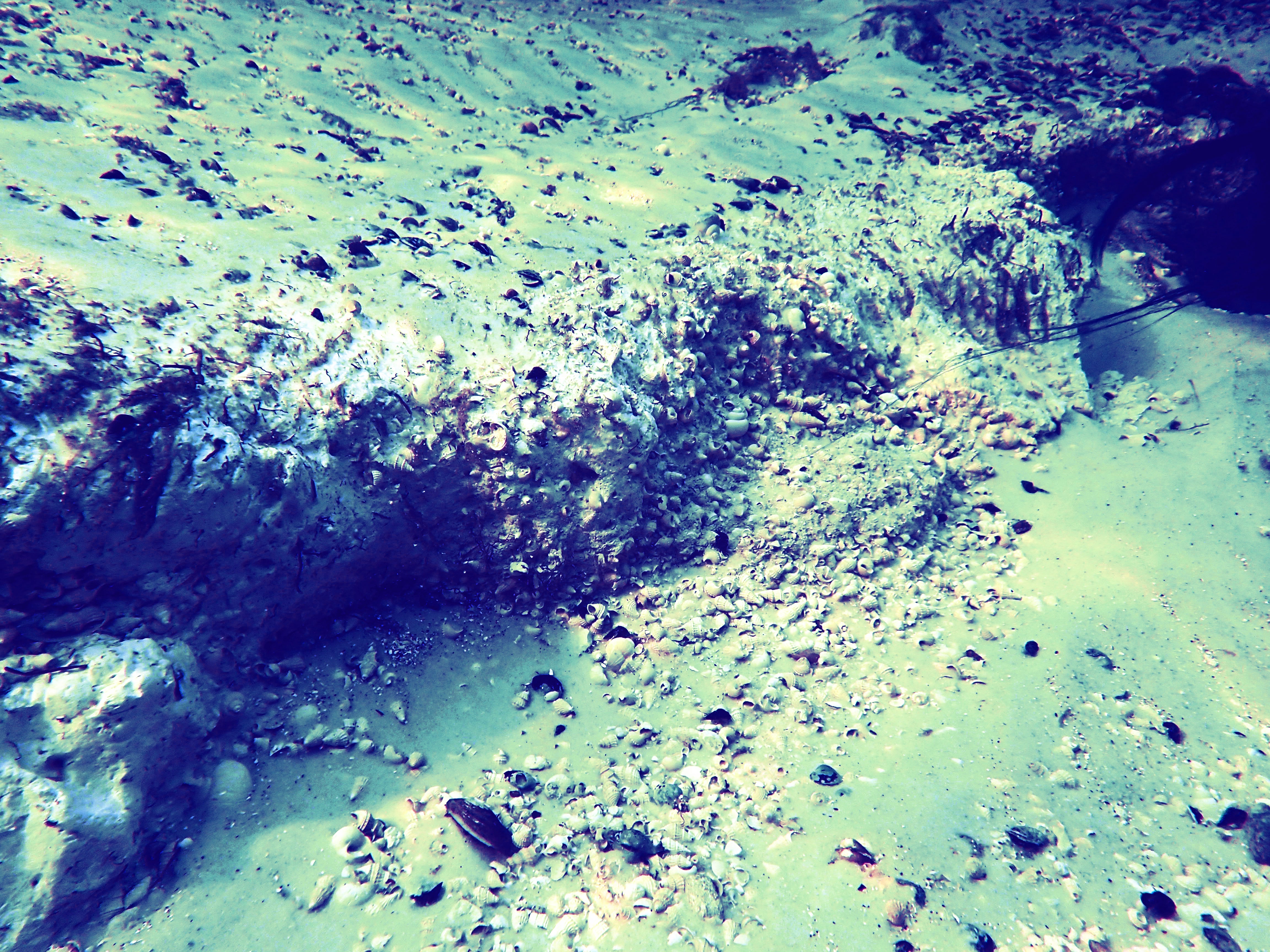 Wakulla Springs Pleistocene shells