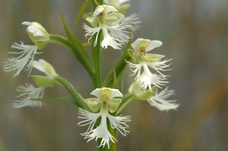 a small plant with white fringed flowers