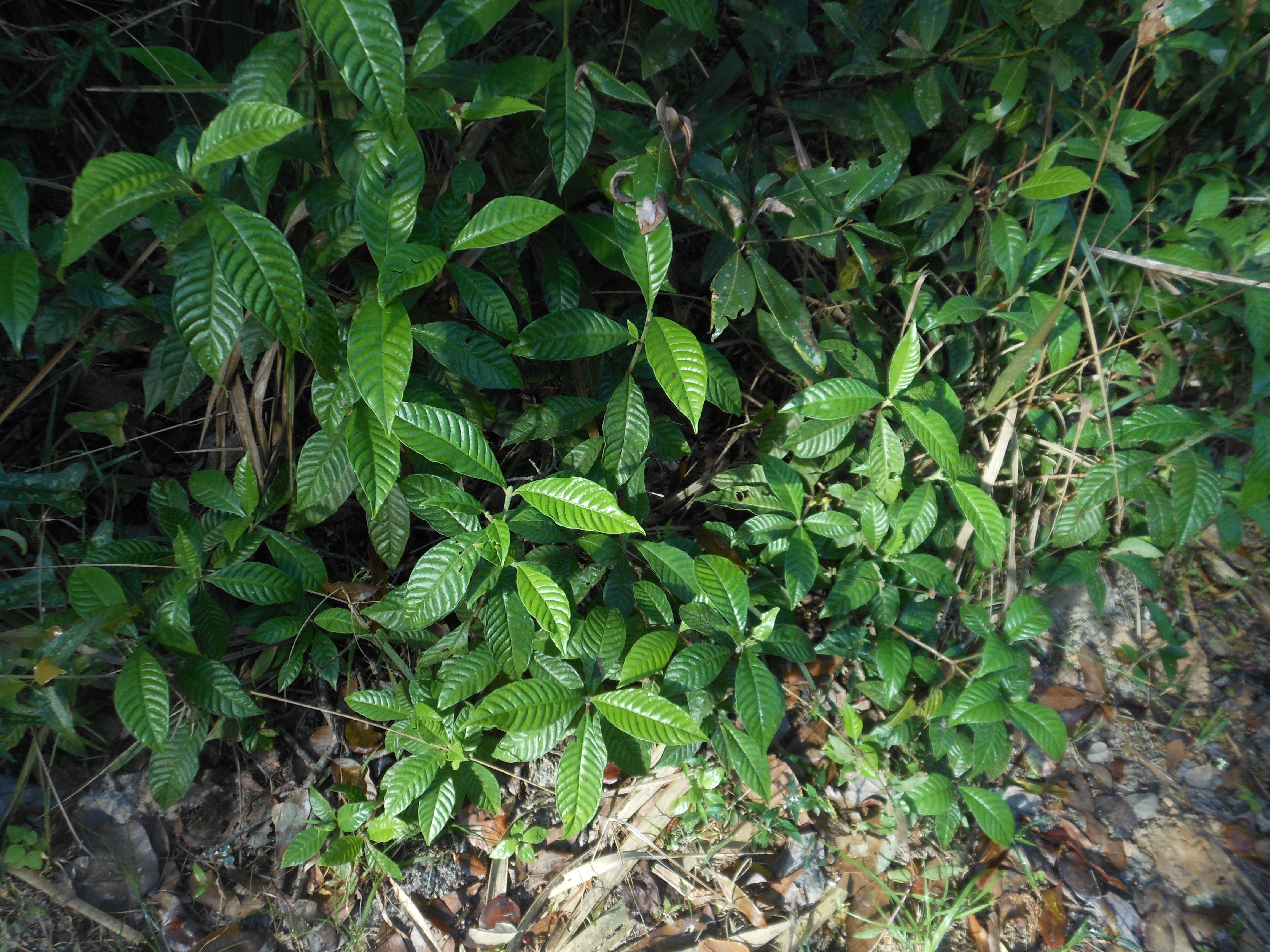 Wild coffee tree on the Tomoka Trail