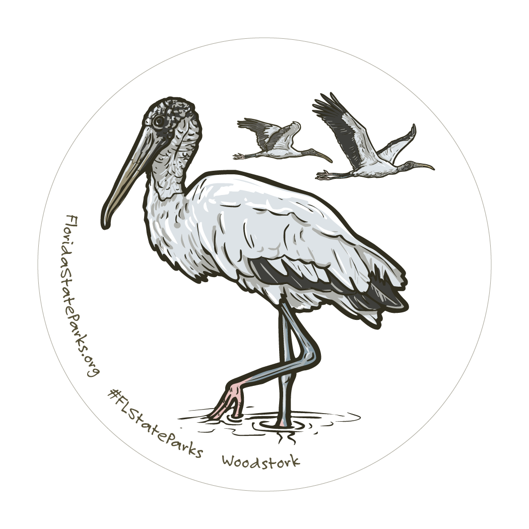 Wood Stork