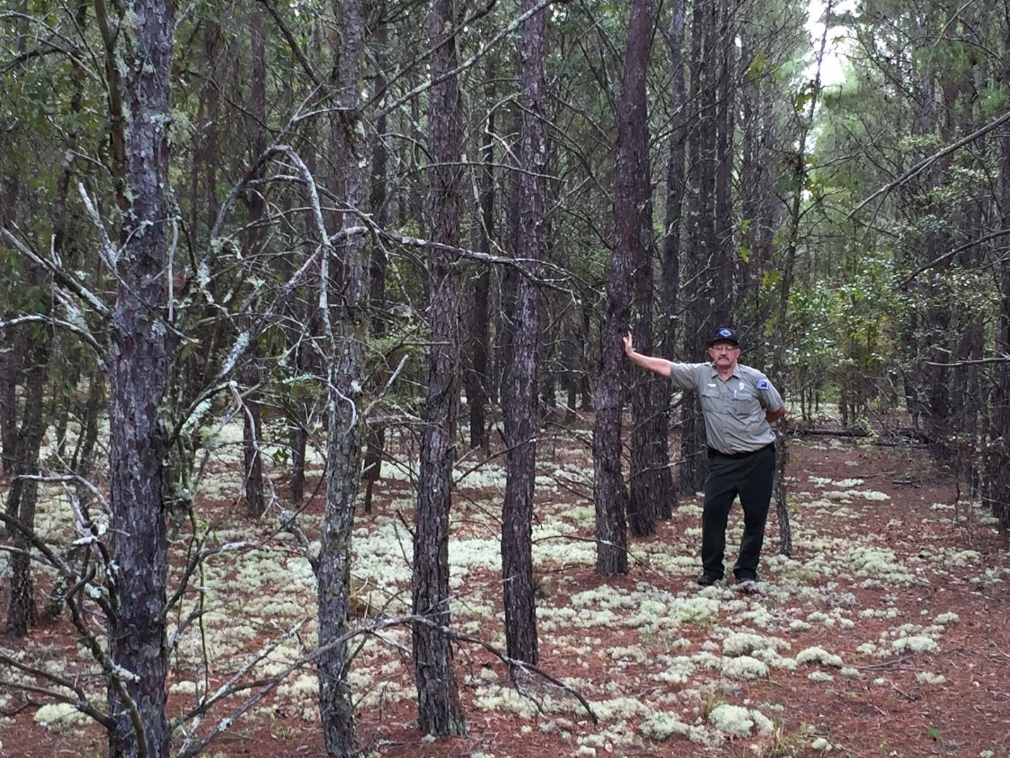 Biologist Mark Ludlow stands with rows of sand pines.