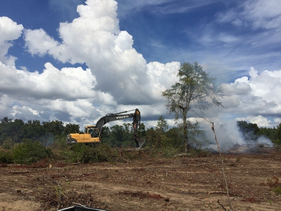 Sand pines are clear cut and all woody materials are removed from the site.