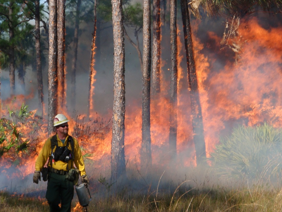 Park Manager Andy Nolan overseeing a prescribed fire. 