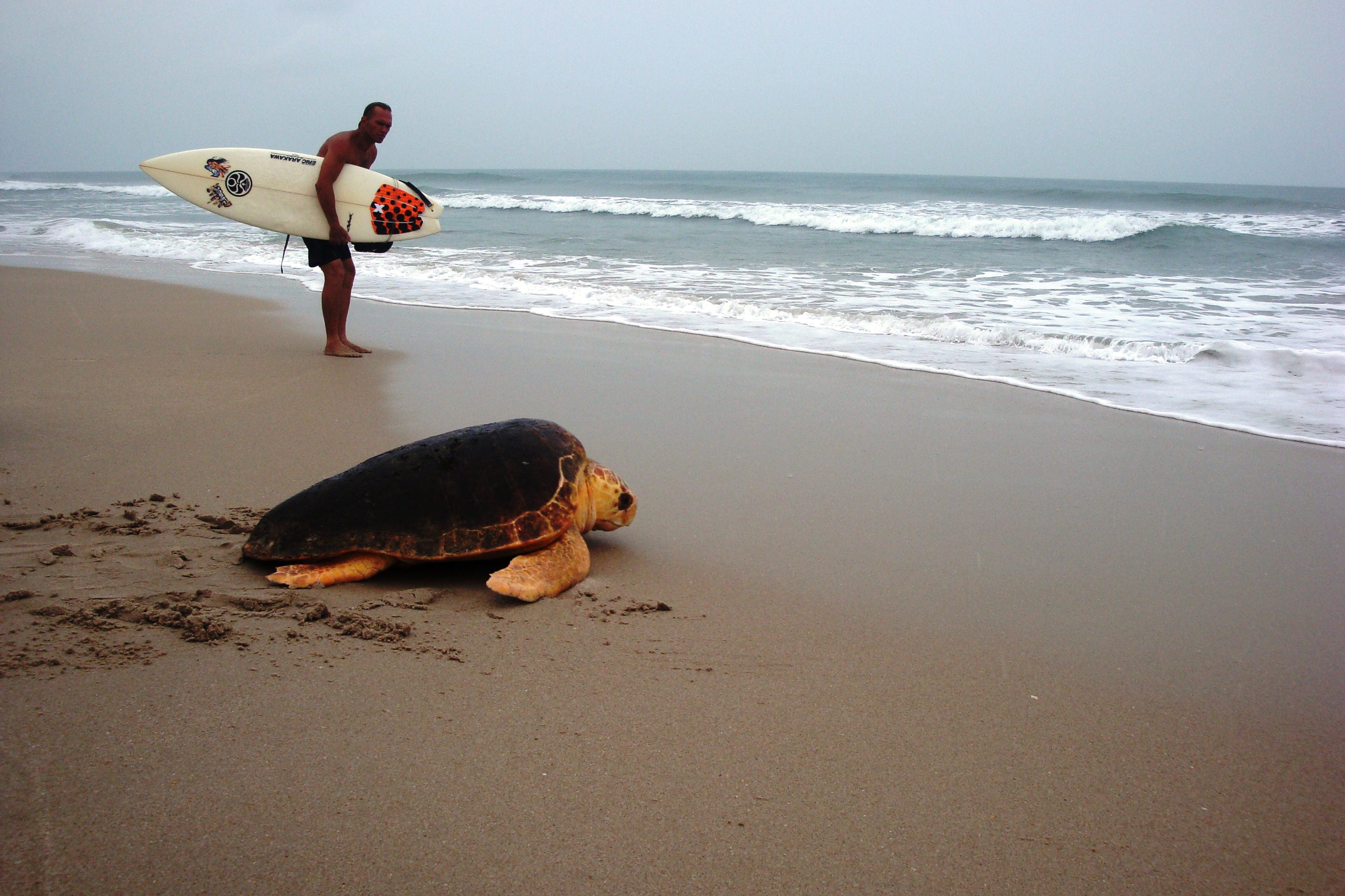 Loggerhead on beach