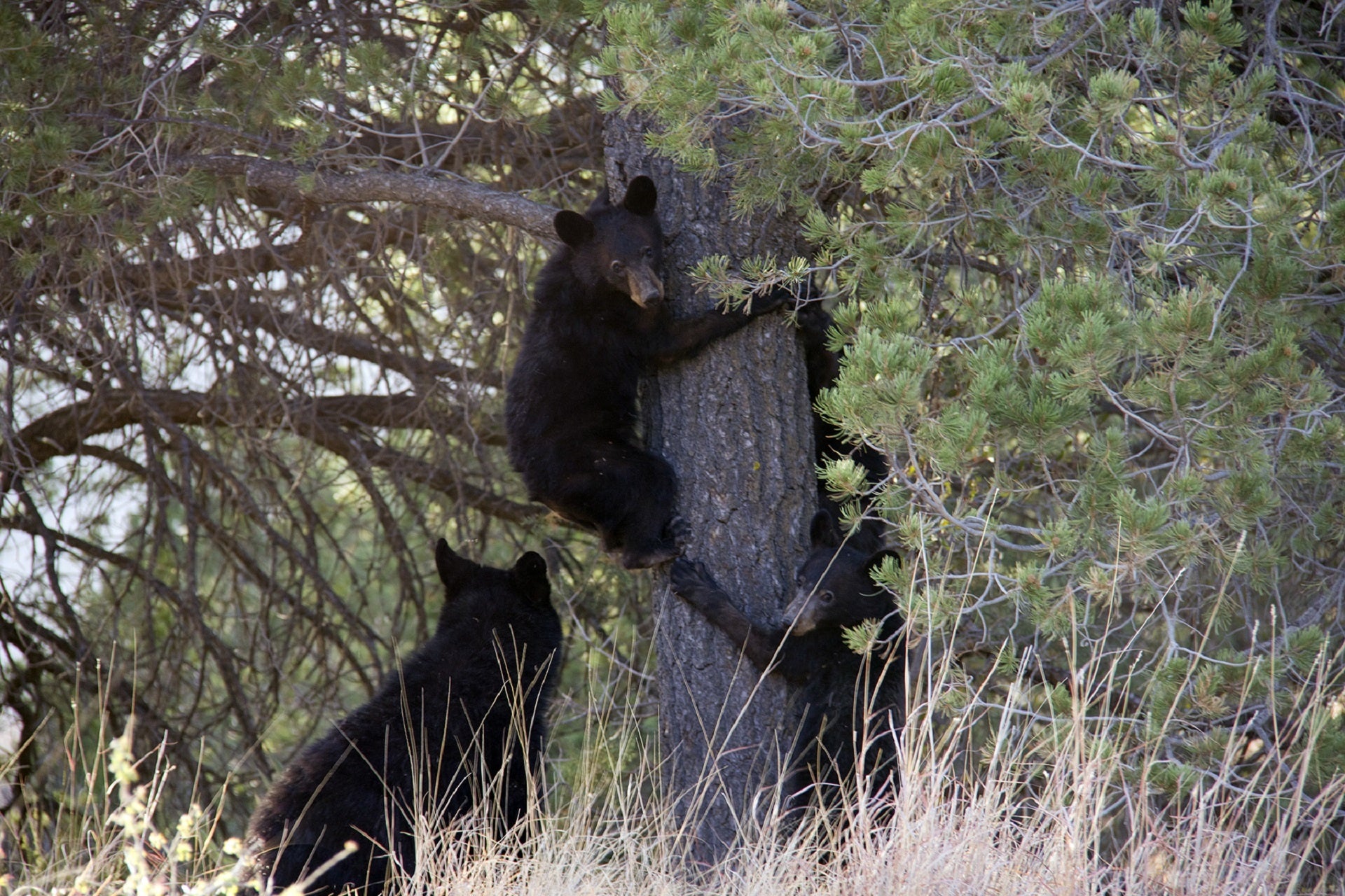 bears, wildlife, animals