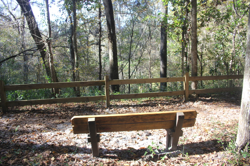 A bench on the Devil's Millhopper Nature Trail is seen from behind, looking out at the Devil's Millhopper sinkhole.