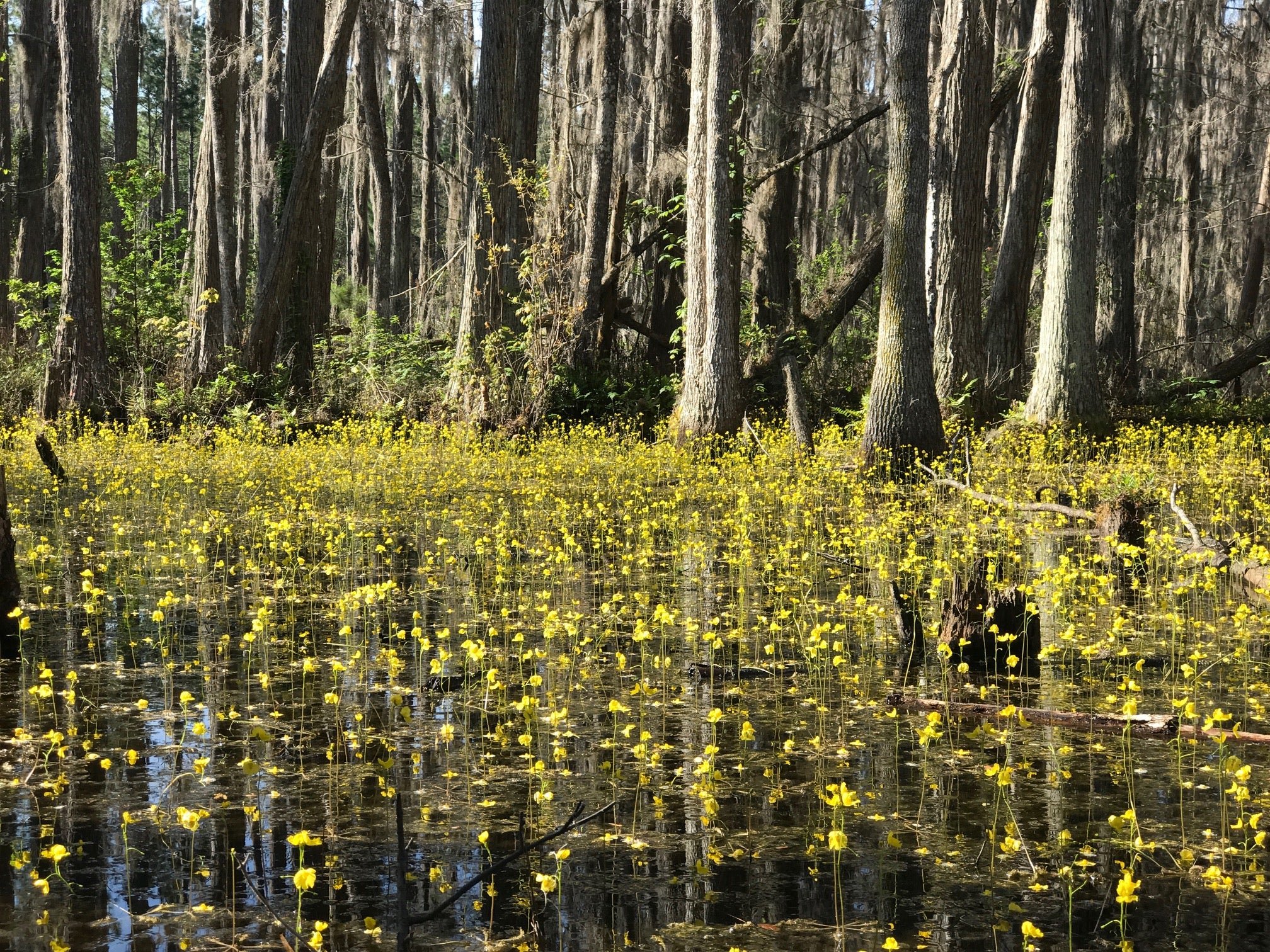 Bladderworts on the trail