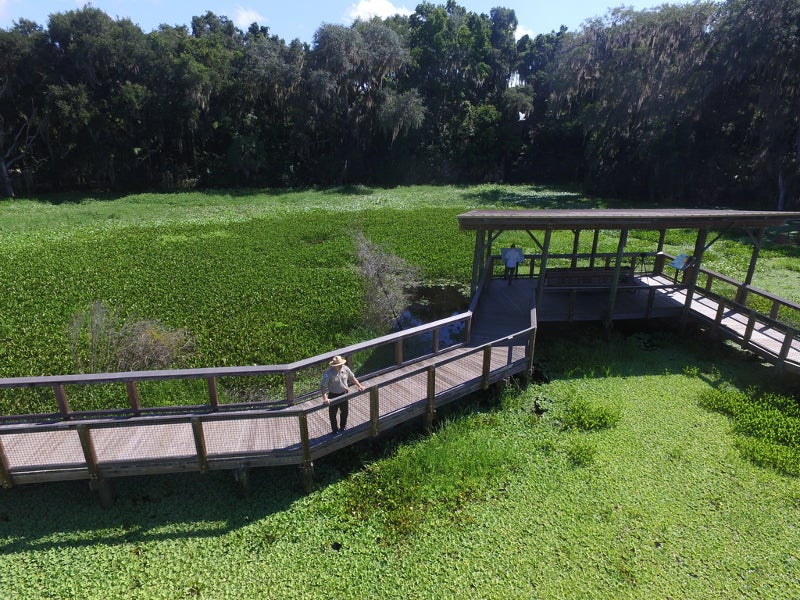 Aerial image of the la chua trail boardwalk at paynes prairie.