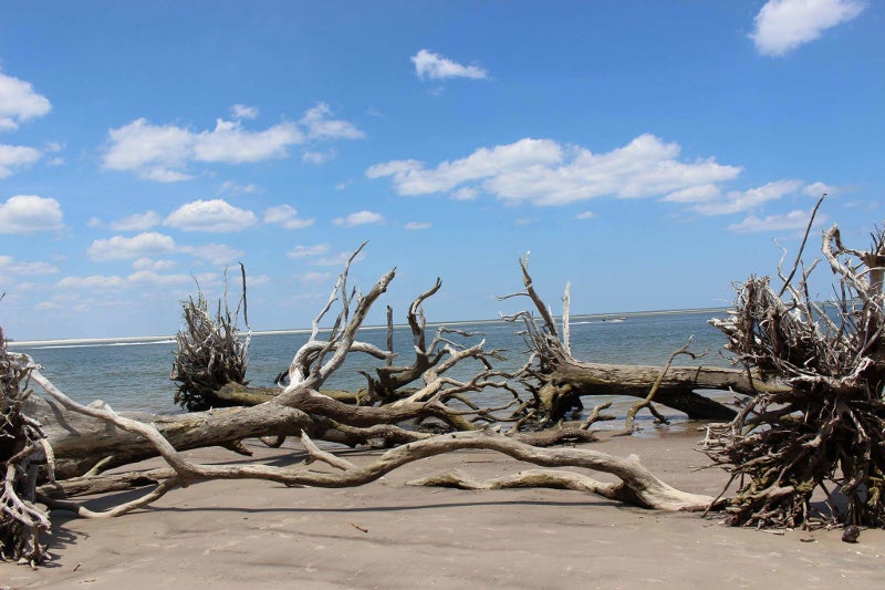 two dead trees lie on a beach