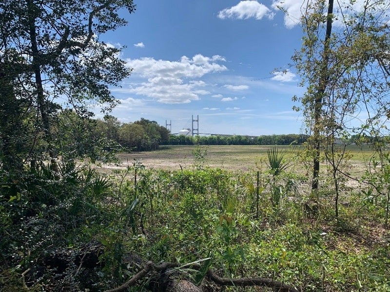 a large open area behind bushes; a span bridge can be seen in the far distance