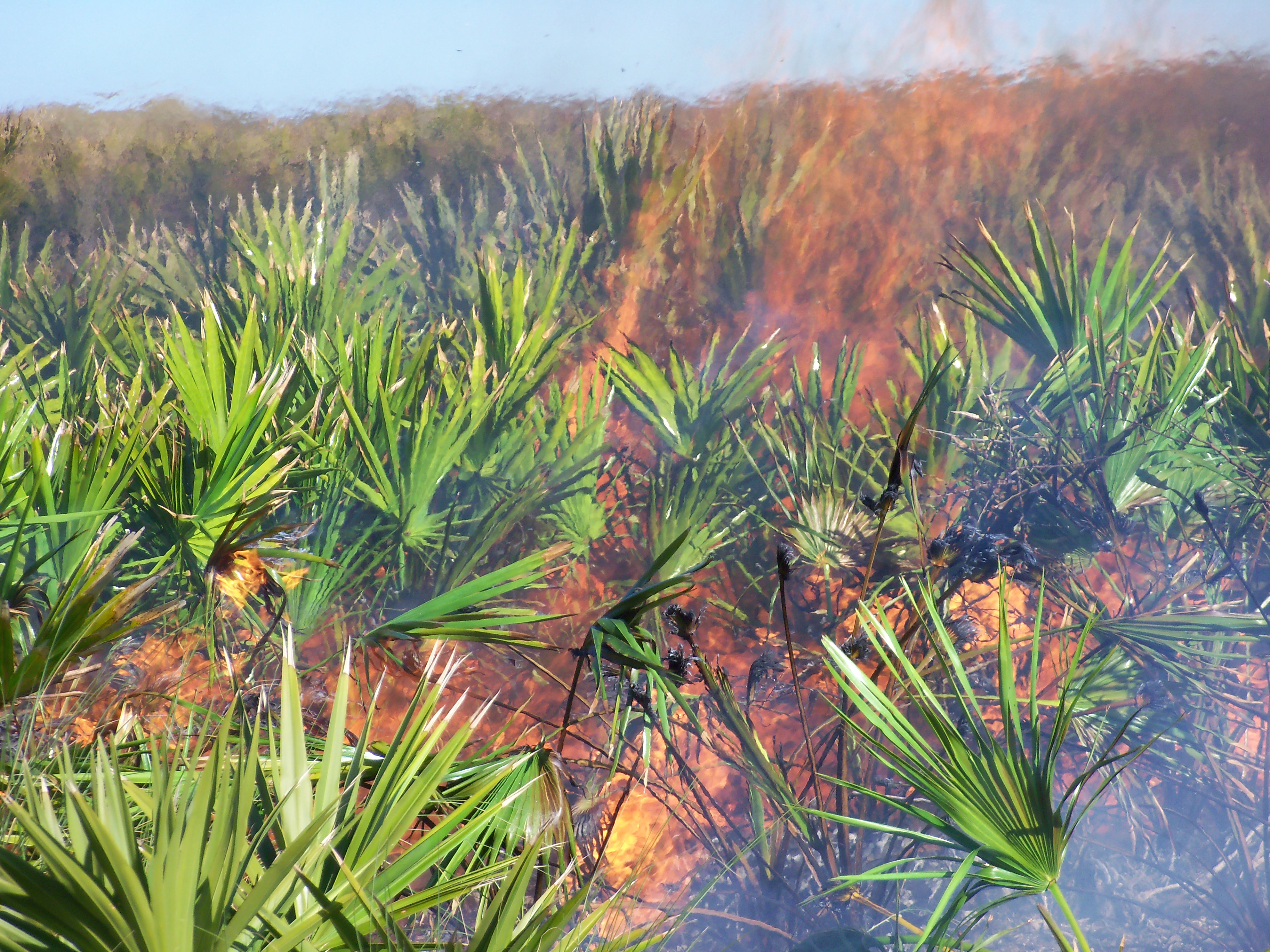 Saw palmetto burning with orange flames during a prescribed burn