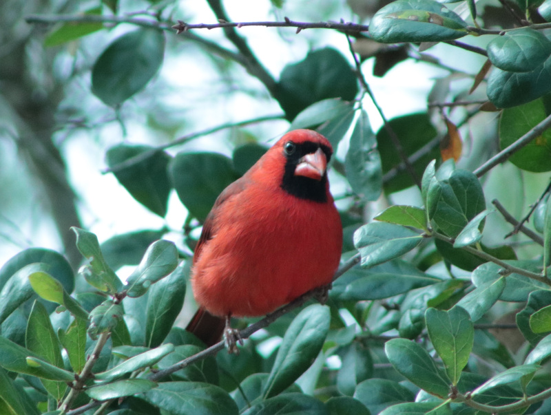 a red cardinal bird sits on a branch, looking inquisitively into the camera