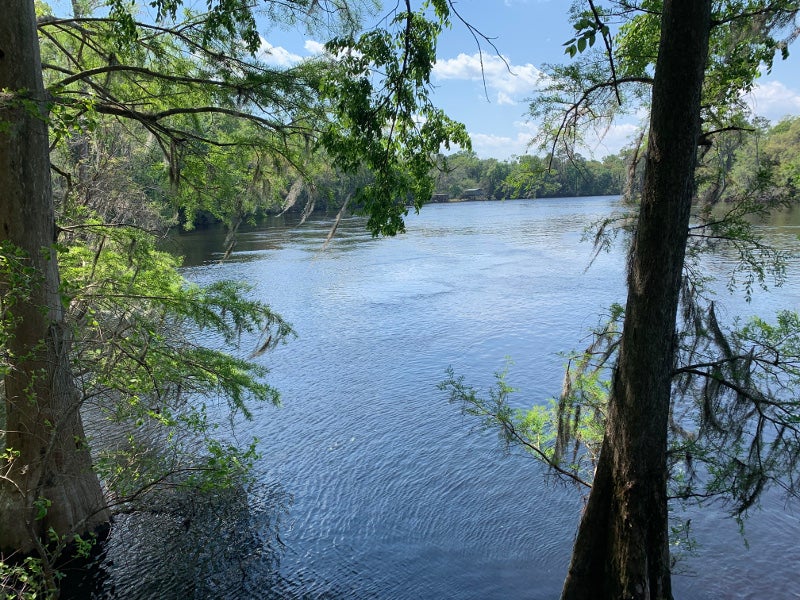 two cypress trees grow out of the river