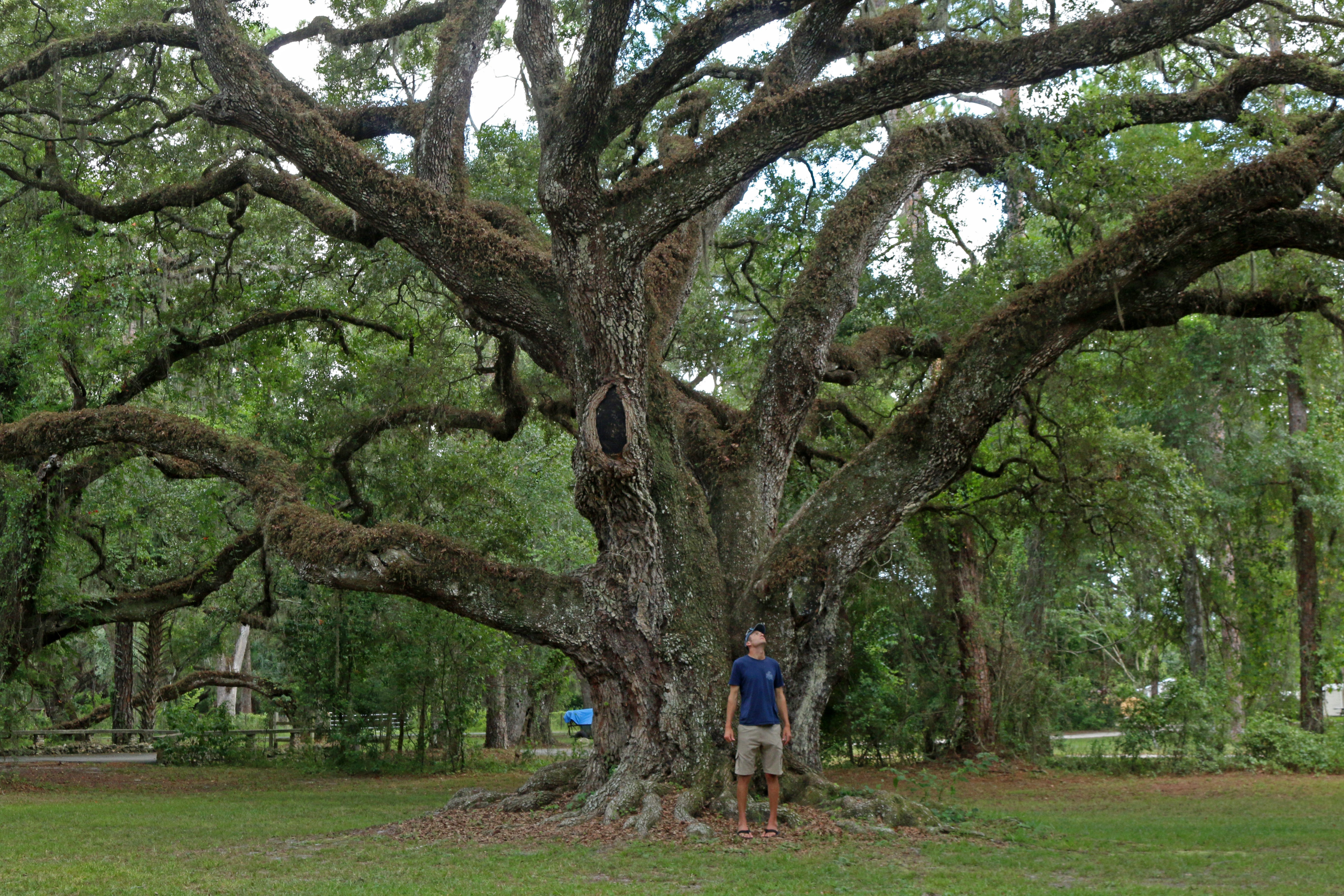 Ancient Oak Tree