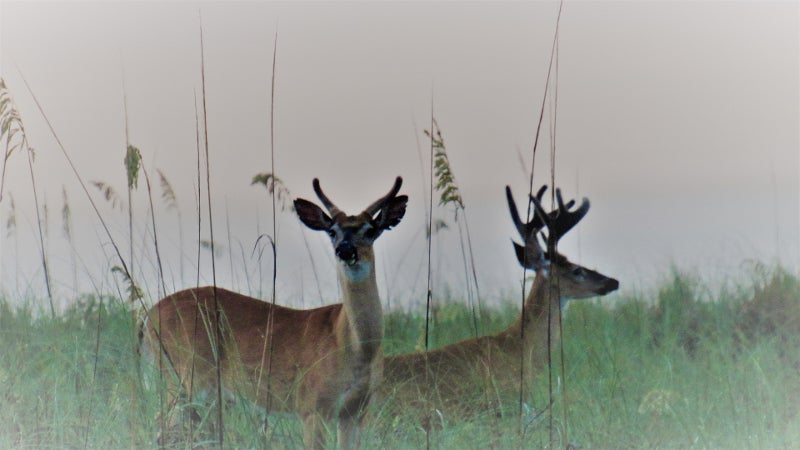 two male deer, still in velvet, stand outlined against sea oats on the beach.
