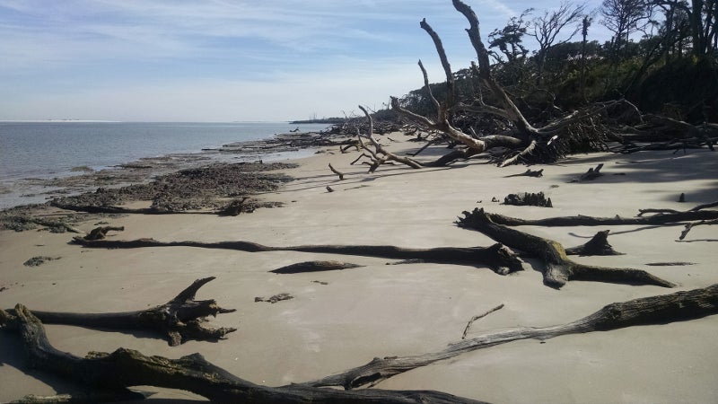 dead tree branches stick up like the ribs of a some dead monster along a long beach shoreline