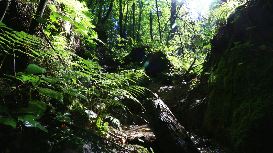 Leafy green ferns and trees are seen as sunlight beams down on the sinkhole slope of Devil's Millhopper.