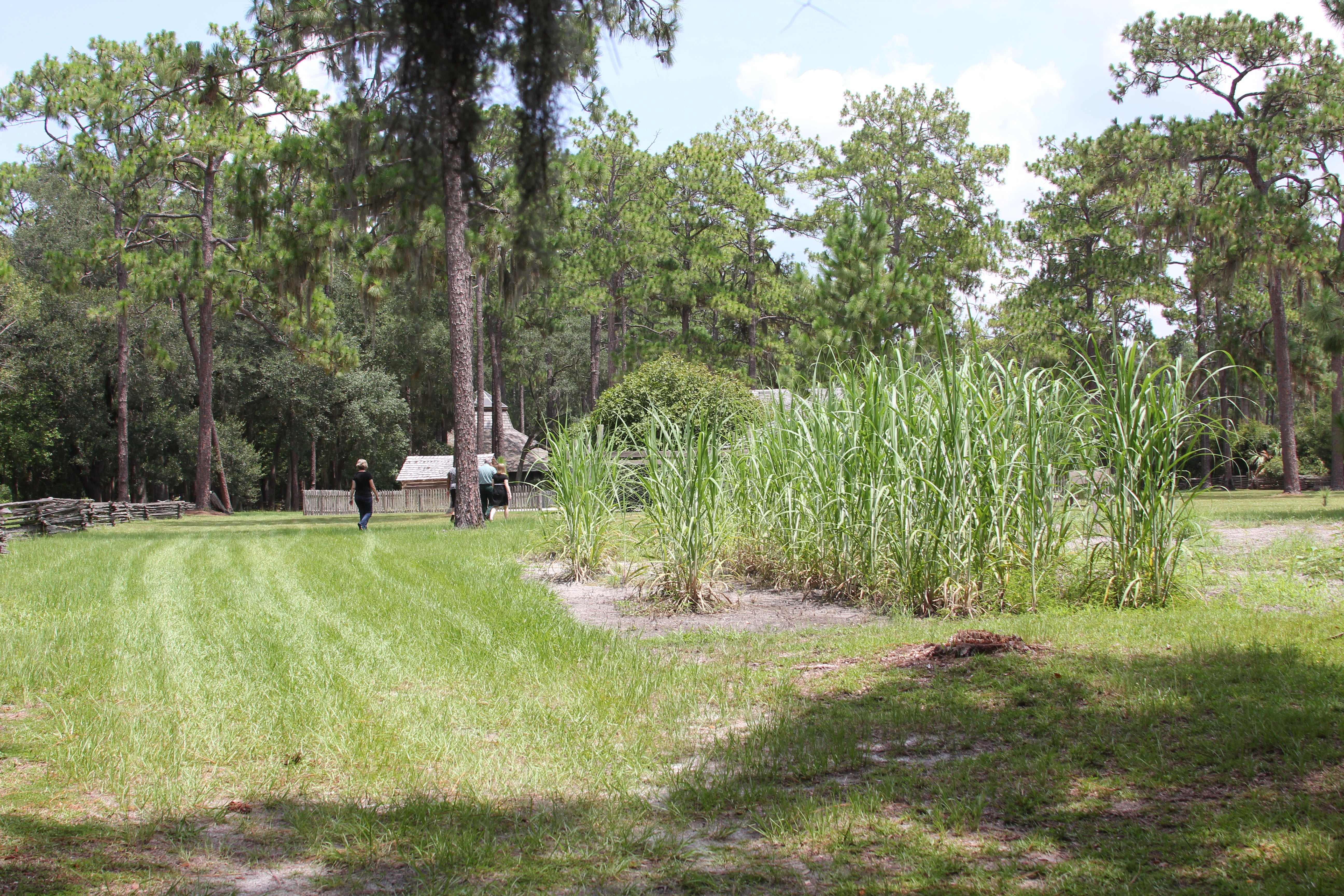 Large pine trees tower above green fields with wooden buildings in the distance.