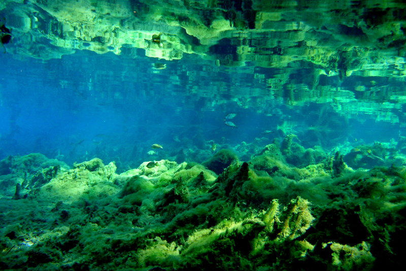 fish swim below the green and blue water's surface