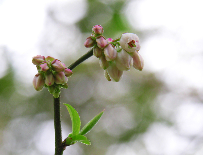 a plant with tiny pink budding flowers