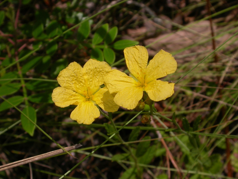 two yellow flowers bloom out of grass and pine seedlings