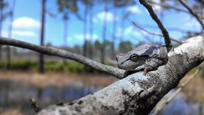 a small gray frog sits on a tree branch with pine trees in the background