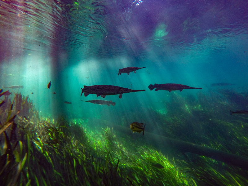 Gar and other fish are seen swimming beneath the surface at Ichetucknee Springs.